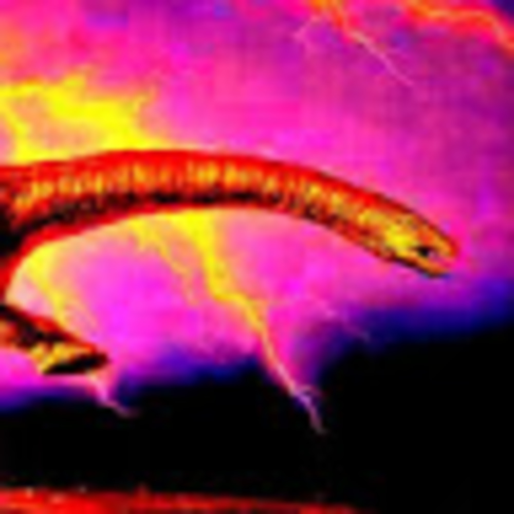 Meet your Posher, Go